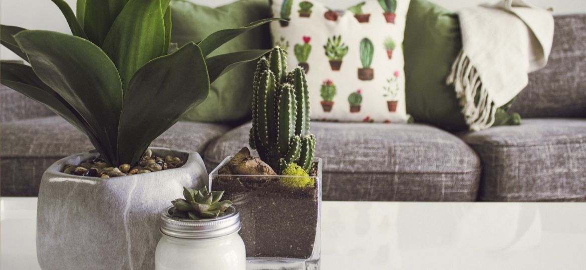 cactus-cactus-plant-contemporary-1005058